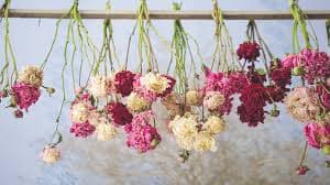 Flower drying setup